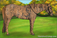 Horse Color:Brown Rabicano Brindle