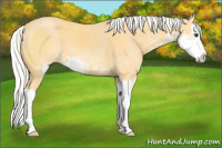 Horse Color:Palomino Sabino Splash 