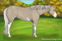 Horse Color:Silver Smoky Grullo Sabino 