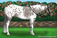Horse Color:White Spotted Grullo Blanket
