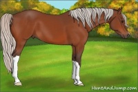 Horse Color:Silver Bay 
