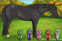 Horse Color:Smoky Black 