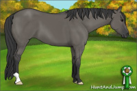 Horse Color:Grullo 