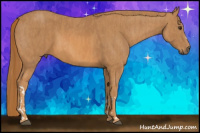 Horse Color:Chestnut  Brindle