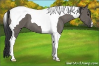 Horse Color:Grullo Tobiano 
