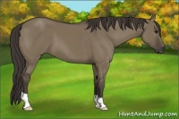 Horse Color:Smoky Grullo