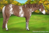 Horse Color:White Spotted Chestnut Sabino 