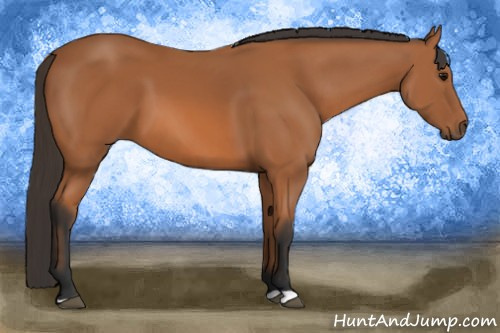 Horse Color: Bay 