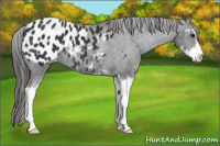 Horse Color:Black Sabino Appaloosa 