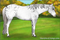 Horse Color:White Spotted Smoky Black Appaloosa 