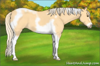 Horse Color:Palomino Dun Tobiano Frame 