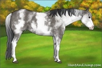 Horse Color:White Spotted Grullo 