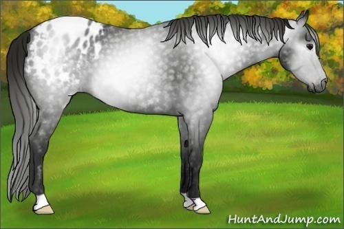 Horse Color:Gray Smoky Blue Roan Appaloosa