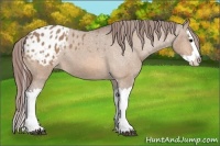 Horse Color:Bay Dun Splash Appaloosa 