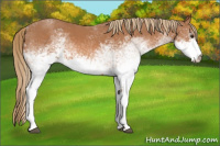 Horse Color:White Spotted Chestnut