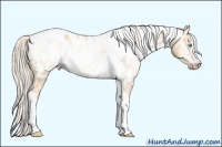 Horse Color:Gray Silver Amber Cream Champagne Roan Dun Splash Tobiano Frame Appaloosa Rabicano 
