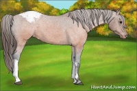 Horse Color:Brown Appaloosa 