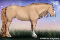 Horse Color:Gold Champagne 