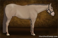 Horse Color:Classic Champagne 