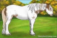 Horse Color:White Spotted Chocolate Palomino Tobiano Frame 
