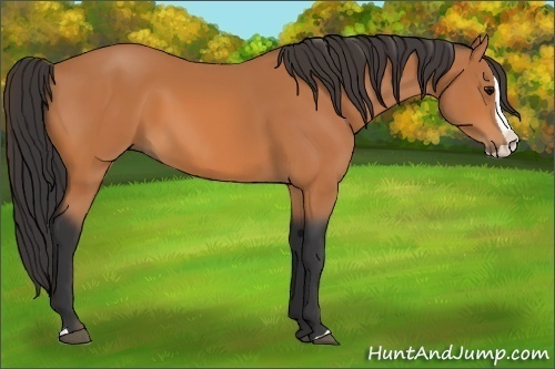 Horse Color:Bay Splash 