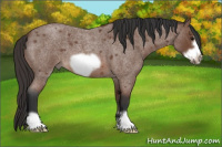 Horse Color:Bay Roan Frame 