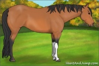 Horse Color:Bay 
