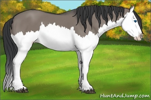 Horse Color:Grullo Splash