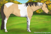Horse Color:Buckskin Tobiano 