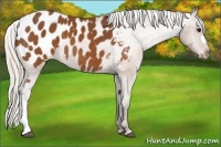 Horse Color:Silver Buckskin Blanket 