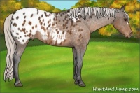 Horse Color:Silver Buckskin Appaloosa 
