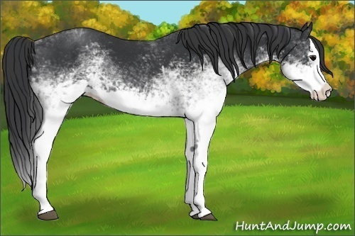 Horse Color:White Spotted Black Splash