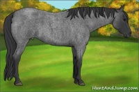 Horse Color:Blue Roan 