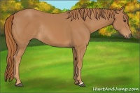 Horse Color:Chestnut Rabicano 
