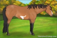 Horse Color:Bay Frame 