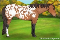 Horse Color:Bay Appaloosa
