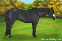 Horse Color:Black 