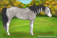 Horse Color:Grullo Ice Splash Rabicano 