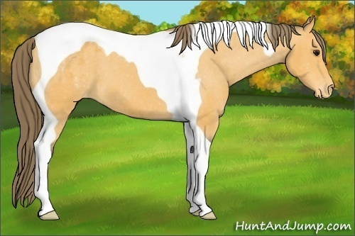 Horse Color:Buckskin Tobiano Appaloosa 