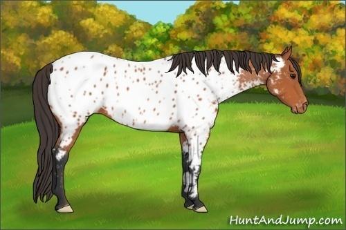 Horse Color: Bay Near Leopard 