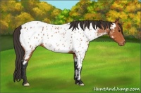 Horse Color:Bay Appaloosa