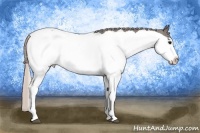 Horse Color:Silver Black Splash Appaloosa