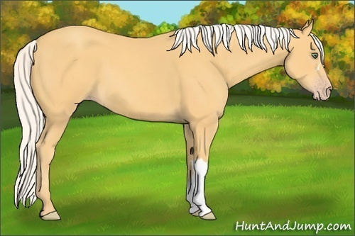 Horse Color:Silver Amber Cream Champagne 