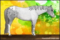 Horse Color:Brown Appaloosa Rabicano