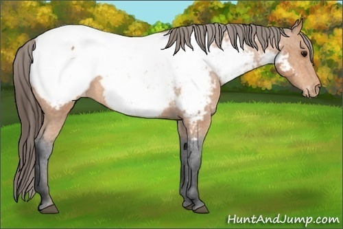Horse Color:Bay Appaloosa 