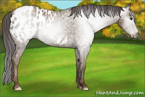 Horse Color:Gray Classic Champagne Appaloosa 