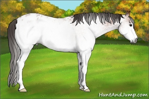 Horse Color:Gray White Spotted Bay Appaloosa 