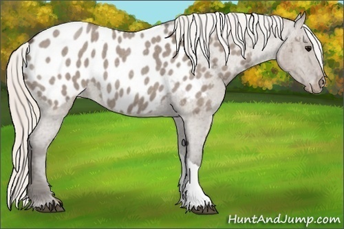 Horse Color:Silver Grullo Roan Appaloosa 