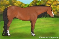 Horse Color:Bay Sabino