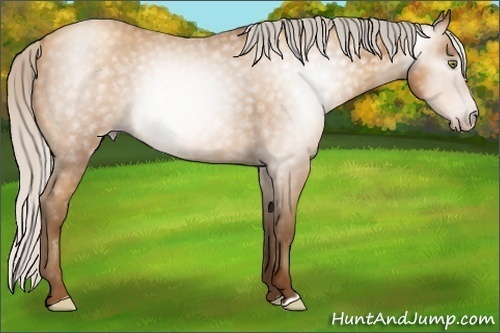 Horse Color:Gray Silver Amber Champagne Roan 